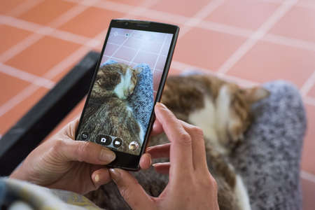 cat with cellphone, old cat sit on a woman's thigh.の写真素材