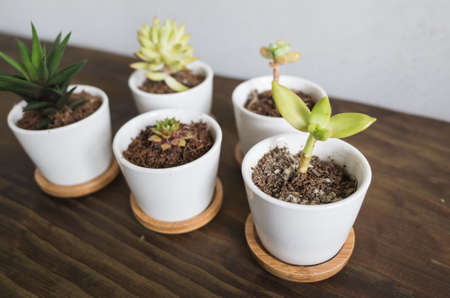 green small cactus pot collection, closeup imageの写真素材