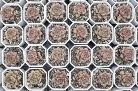 green small cactus pot collection, closeup imageの写真素材