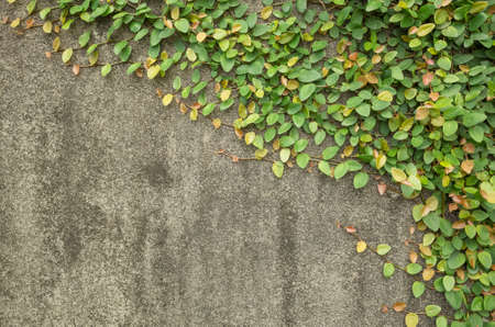 gray wall with green ivy backgroundの写真素材