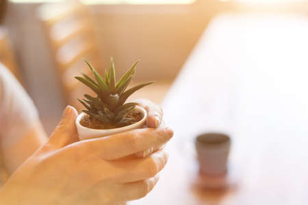 woman holding a cactus pot at home, closeup imageの写真素材