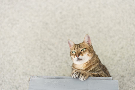 domestic tabby cat sit on the table in the outside
