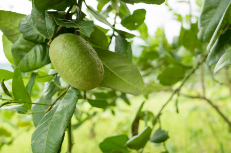 green lemon fruit on the tree in the farm