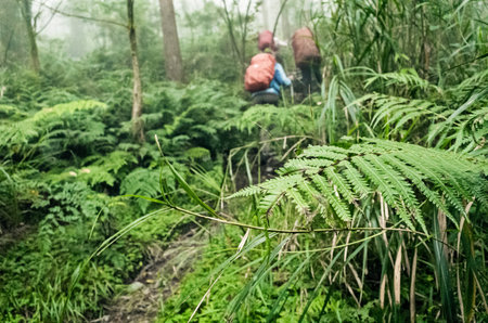 mountain climbers walking on the path in the forest with green leaves