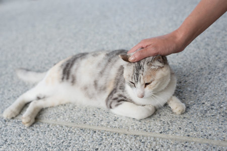 touch a sleeping cat lying on ground in the outsideの写真素材