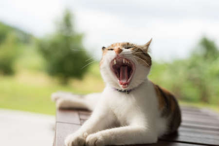 tired little cat doze and sleep in the outsideの写真素材