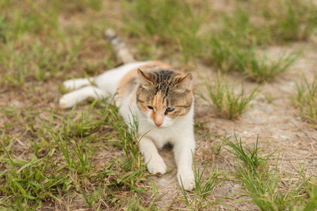 little cat sit on the grassland at outdoor
