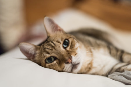 lazy and funny tabby cat stay on a bed at homeの写真素材