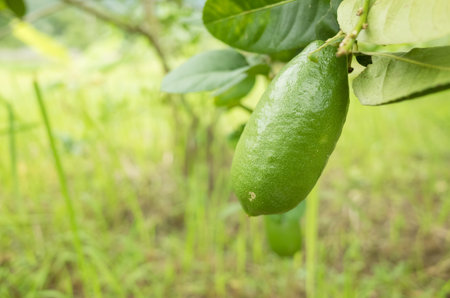 green lemon fruit on the tree in the farm