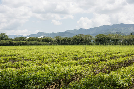 farm of tea tree at Luye, Taitung, Taiwan