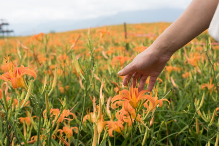 closeup image of woman hand touch the flower in the farm