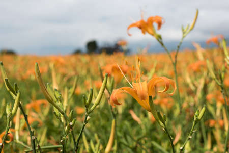 landscape of tiger lily (daylily) flowers farm at Taiwanの写真素材