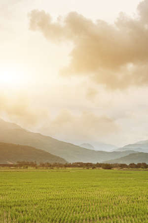 rural landscape of green paddy farmの写真素材