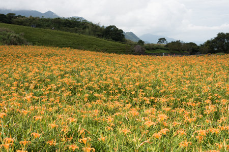 landscape of tiger lily (daylily) flowers farm at Taiwanの写真素材