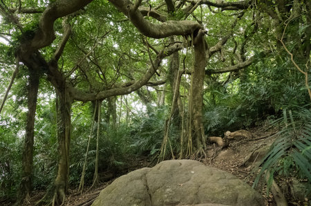 strange big tree with many branch stretch to the ground in the forestの写真素材