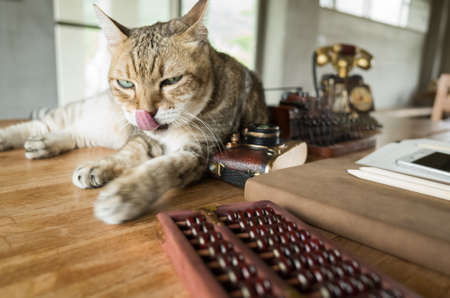 cat stay on table when people working at homeの写真素材