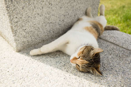 little cat sleep in a funny pose in the outsideの写真素材