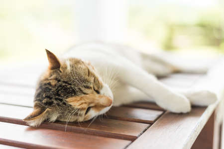 little cat sleeping and  lying on wooden desk in the outdoorの写真素材