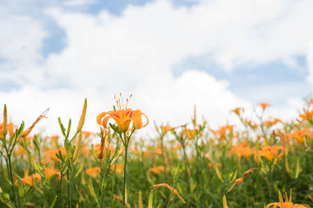 landscape of tiger lily (daylily) flowers farm at Taiwanの写真素材