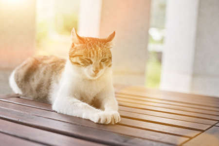 single young cat, wait and sit on a table in the outdoorの写真素材