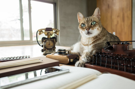 cat stay on table when people working at home