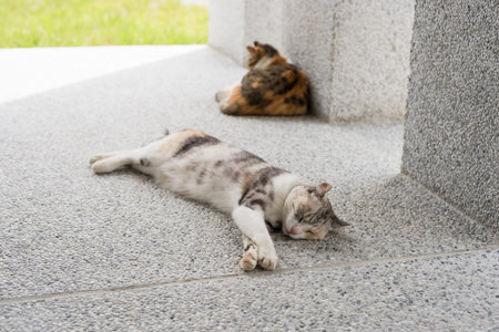 cat sleeping with her daughter at outside