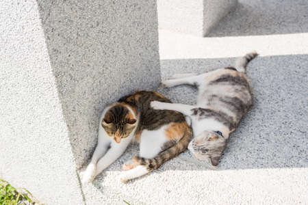 cat sleeping with her daughter at outsideの写真素材