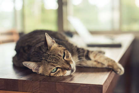 fat tabby domestic cat sleeping on table at homeの写真素材