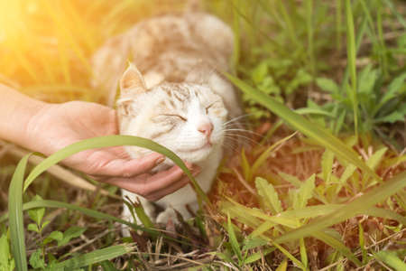 woman touch a cat in the outdoorの写真素材