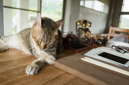 cat stay on table when people working at home