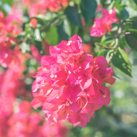 red bougainvillea flowers in the outdoor, concept of nature background