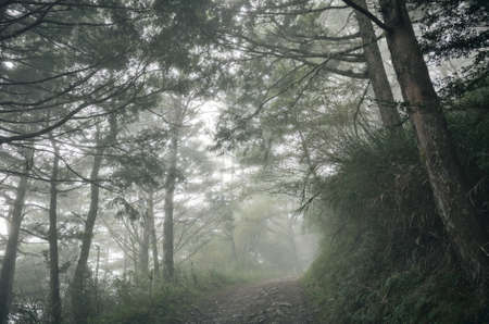landscape of forest with mist and nobody on pathの写真素材