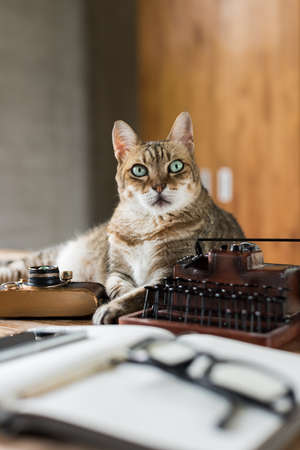 cat stay on table when people working at homeの写真素材