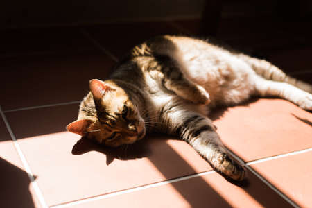 cat sleeping on the ground at homeの写真素材