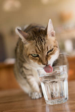 cat drink water on the table at homeの写真素材