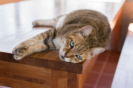 lazy cat sleeping on the wooden deskの写真素材