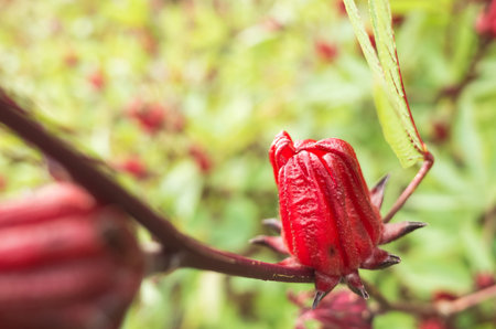 red roselle flowers in the farm at Luye, Taitung, Taiwan