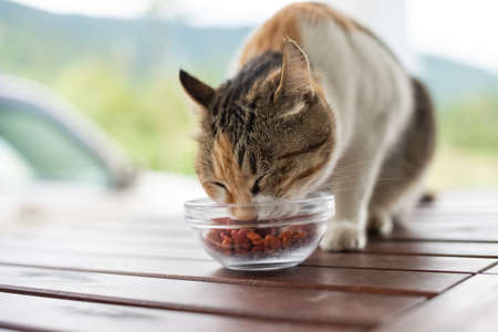 cat eat pet food pellets in the bowl on a tableの写真素材