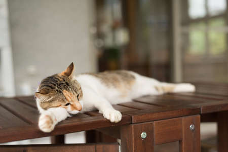 tired little cat doze and sleep in the outsideの写真素材