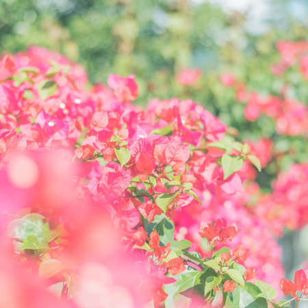 red bougainvillea flowers in the outdoor, concept of nature backgroundの写真素材