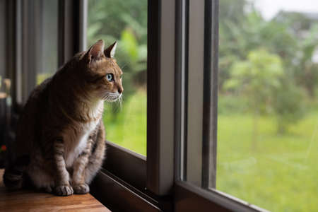 tabby cat sit on the wooden table near the windowの写真素材