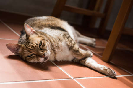 cat sleeping on the ground at homeの写真素材