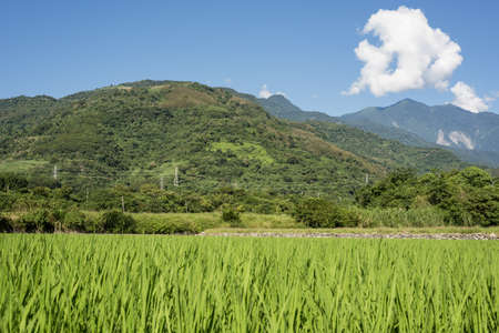 landscape of green paddy farm at countrysideの写真素材