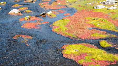 colorful red azolla floating of the river at winter at Wujie , Nantou, Taiwanの写真素材