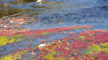 colorful red azolla floating of the river at winter at Wujie , Nantou, Taiwan