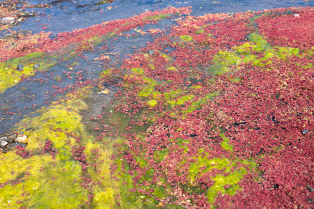 colorful red azolla floating of the river at winter at Wujie , Nantou, Taiwan