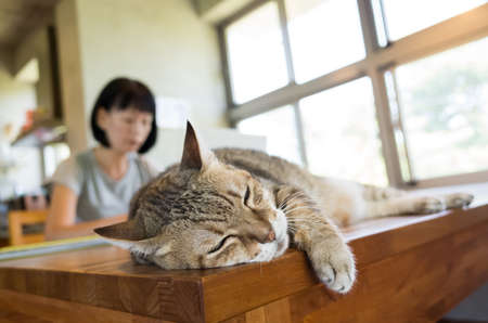 woman working at home with her cat lying on tableの写真素材