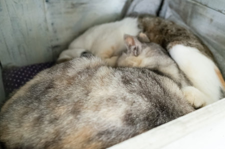 domesticated cat sleep with her daughter in the box