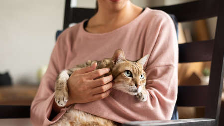 woman hold a fat tabby cat at homeの写真素材