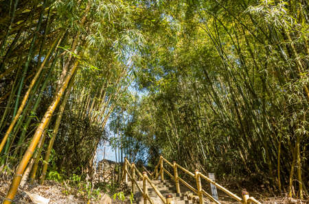 landscape of bamboo tree with stairs at forestの写真素材